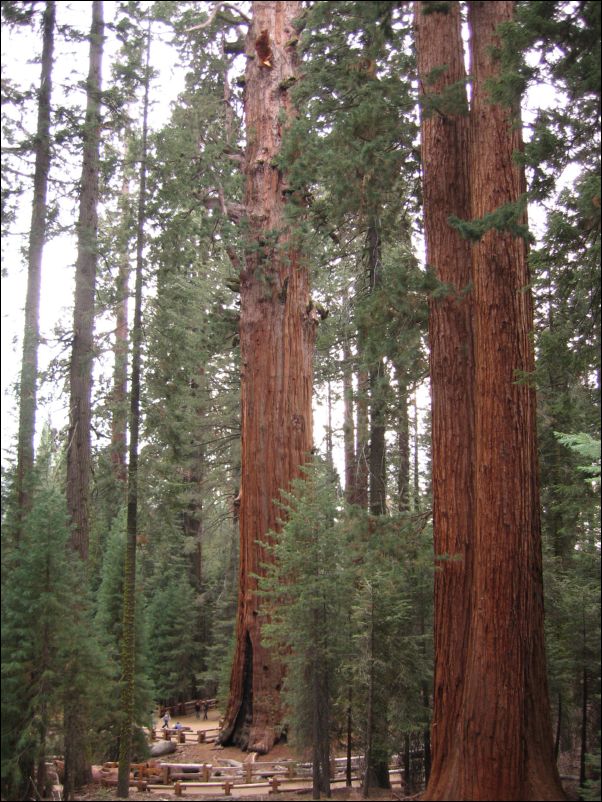 2006-11-04 Fresno Dome (14) Sequoia NP